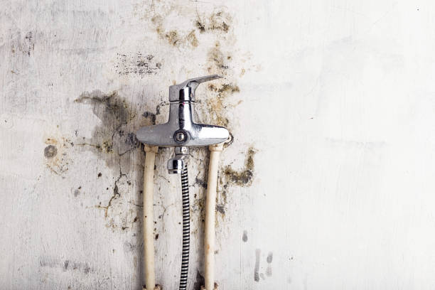 Best Professional Mold Removal  in Hoboken, NJ