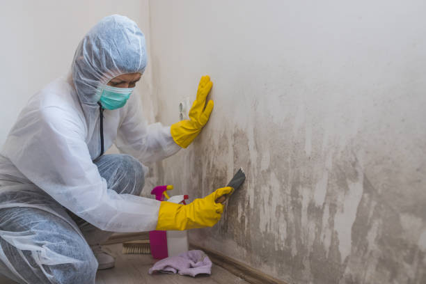 Best Commercial Mold Removal  in Hoboken, NJ