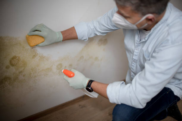 Best Crawl Space Mold Removal  in Hoboken, NJ