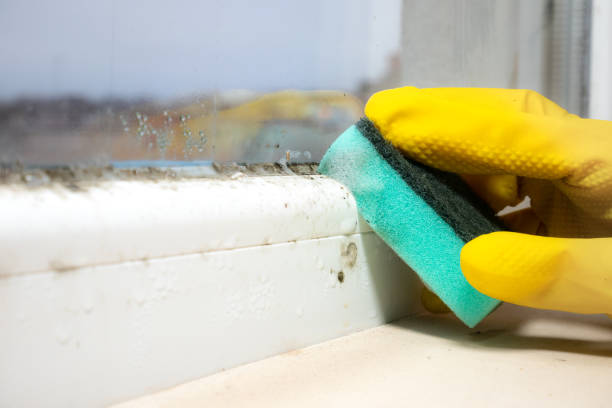  Hoboken, NJ Mold Removal Pros