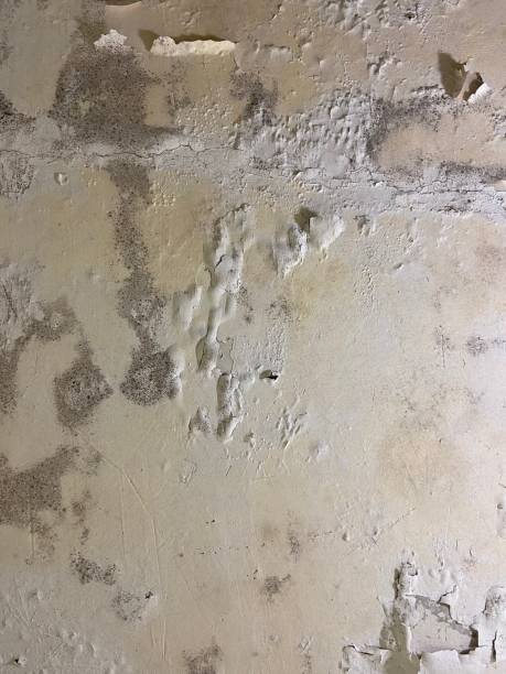 Reliable Hoboken, NJ Mold Removal Solutions