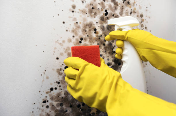 Best Affordable Mold Removal  in Hoboken, NJ