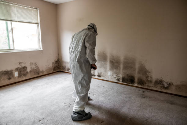 Best Black Mold Removal  in Hoboken, NJ