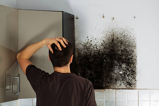 Best Affordable Mold Removal  in Hoboken, NJ