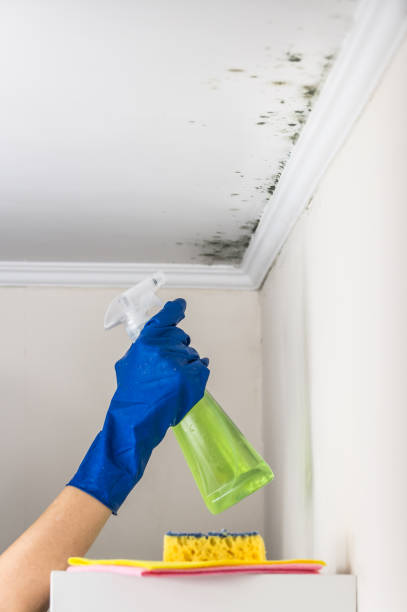 Best Black Mold Removal  in Hoboken, NJ